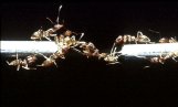 Ants